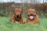 DOGUE DE BORDEAUX 185